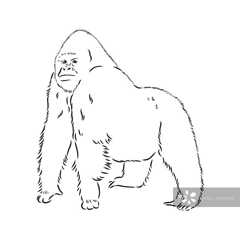 手绘大猩猩图片素材