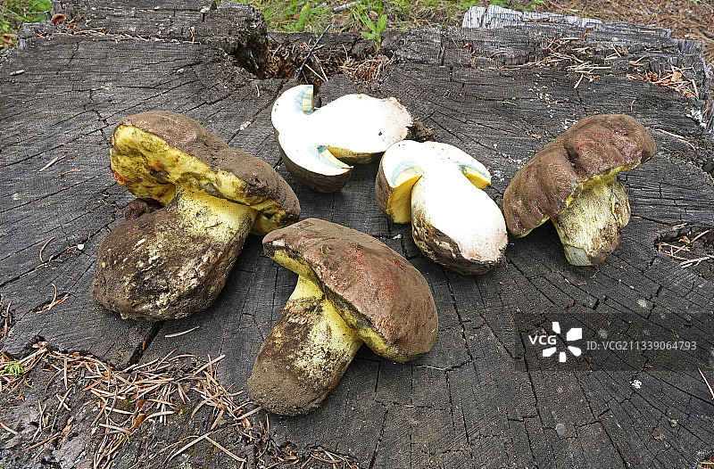 黄油牛肝菌图片素材