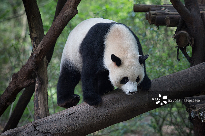 大熊猫图片素材