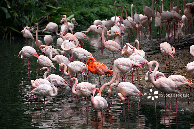 火烈鸟图片素材