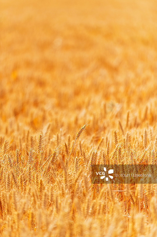 河南郑州黄河岸边夏季芒种节气成熟的小麦户外风光图片素材