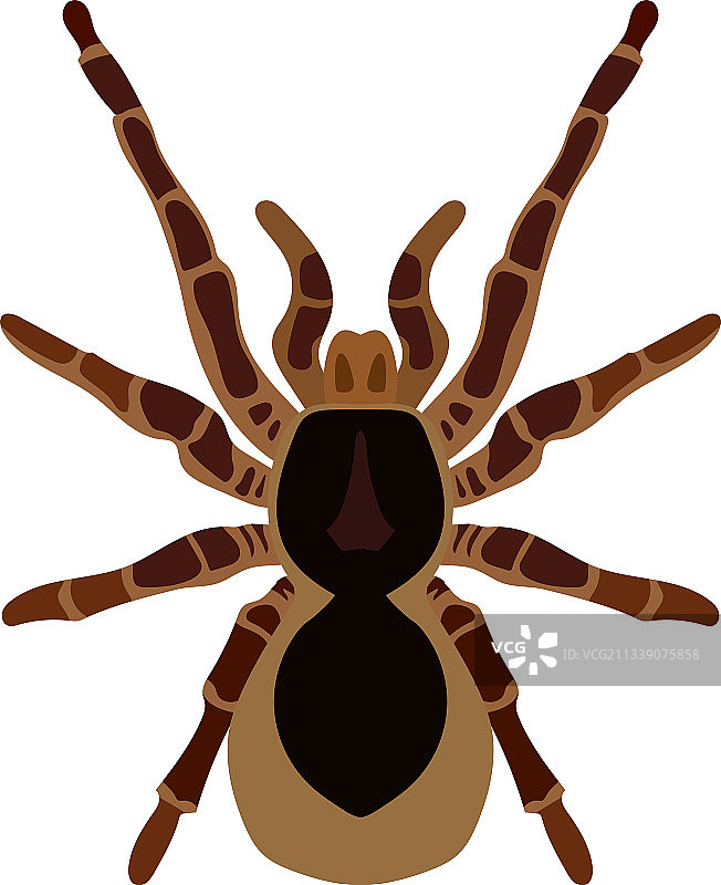 金色丝毛蜘蛛图片素材