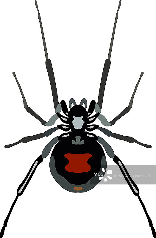 黑寡妇蜘蛛：危险的昆虫图片素材