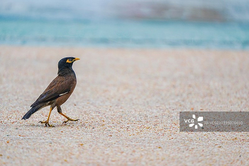 沙滩漫步图片素材