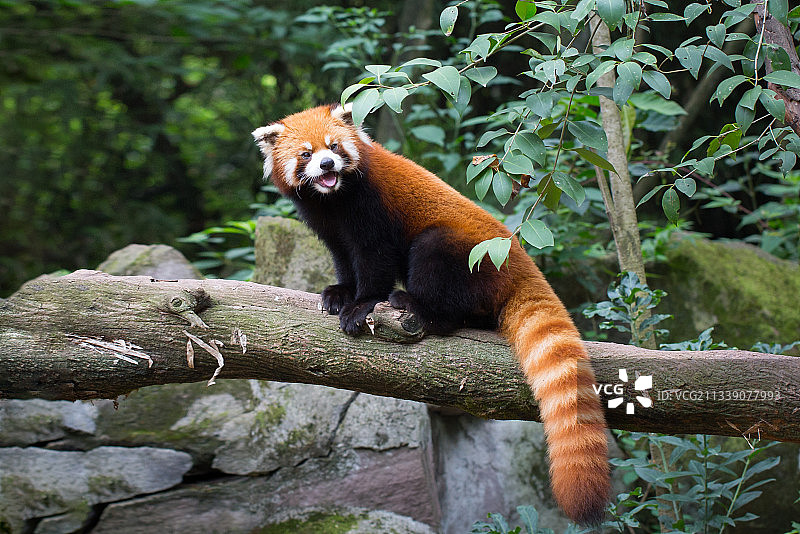 小熊猫图片素材