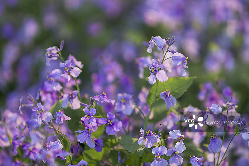 二月兰图片素材