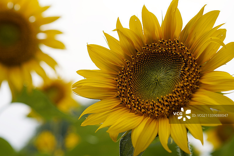 向日葵图片素材