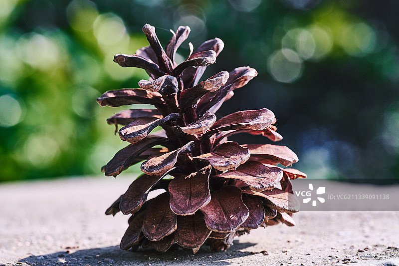 松果的ID照图片素材