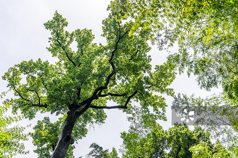 浙江省杭州市西湖区云栖竹径的古树图片素材