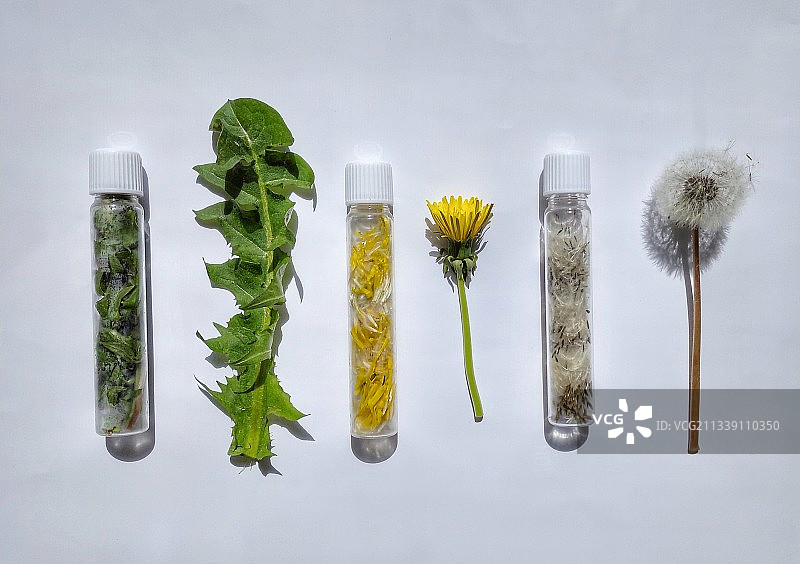 白色背景上的草药和香料俯视图图片素材