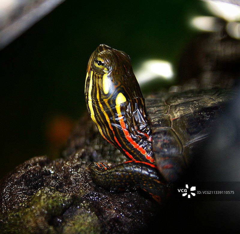 岩石上的动物特写图片素材