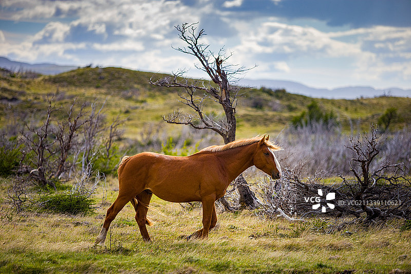 原野上野马的侧视图图片素材