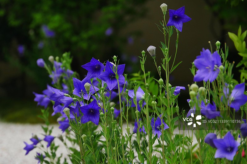 田野上紫色开花植物的特写图片素材