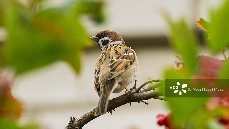 麻雀栖息在植物上的特写，乌克兰图片素材