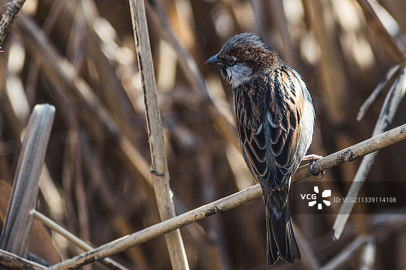 歌带鹀栖息在树枝上，乌克兰近景照片图片素材