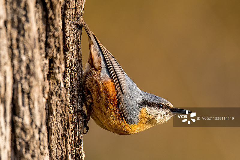啄木鸟栖息在树干上的特写图片素材