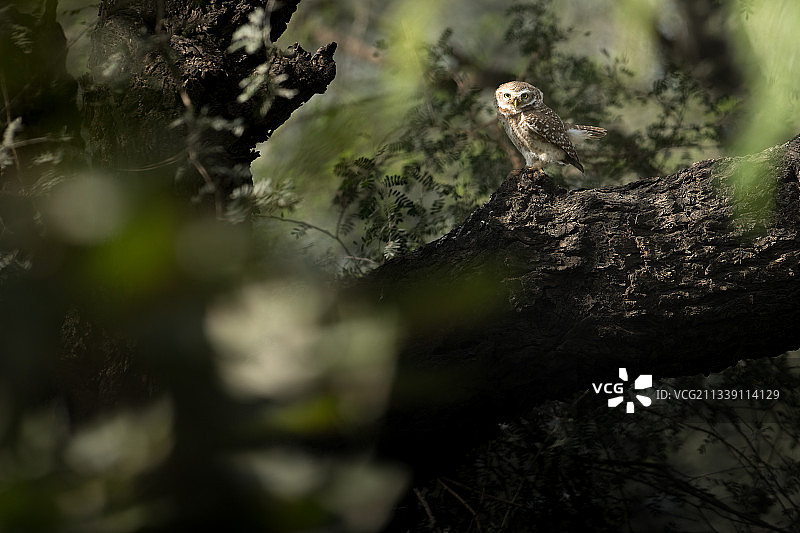 印度哈里亚纳邦古鲁格拉姆，猫头鹰栖息在树上的低角度视图图片素材