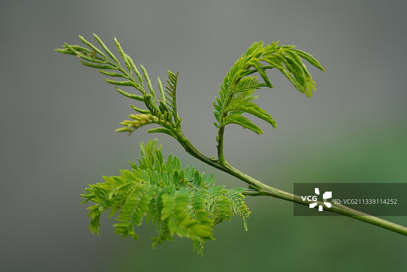 印度尼西亚田野中生长的植物特写图片素材