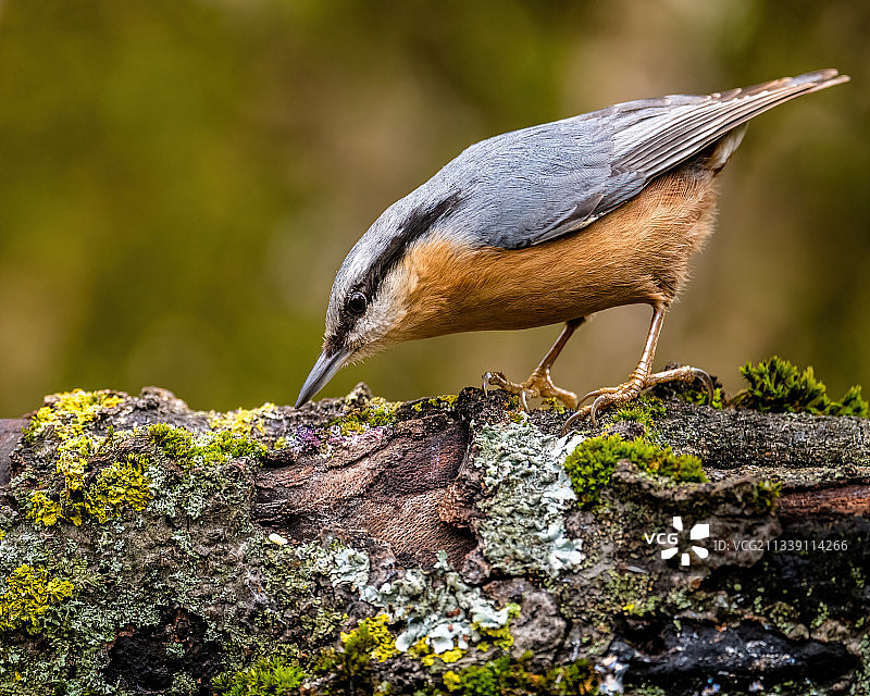 瑞士苔藓上的红胸短脚鹎特写图片素材