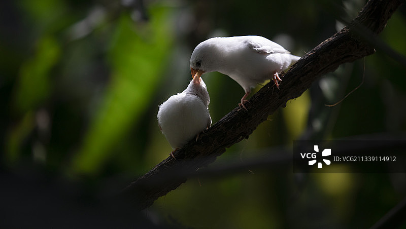 栖息在树枝上的鸣禽特写，印度喀拉拉邦图片素材