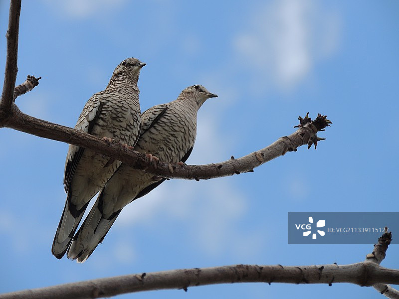 仰视角度拍摄的栖息在树枝上的鸟图片素材