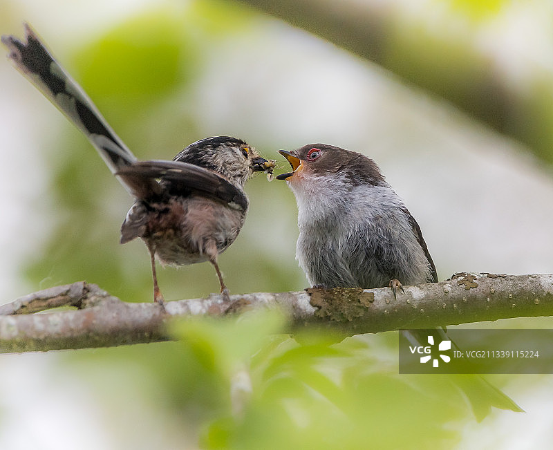 栖息在树枝上的鸟儿特写，法国图片素材