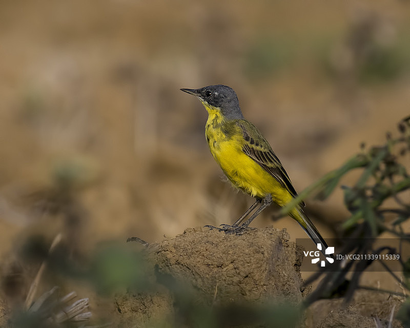 特写：栖息在岩石上的鸣黄鹡鸰图片素材