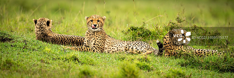 三只猎豹躺在草地上的全景，地点：肯尼亚马赛马拉纳罗克图片素材