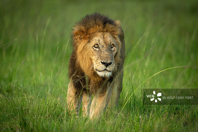肯尼亚马赛马拉纳罗克，草地上站立的狮子肖像图片素材