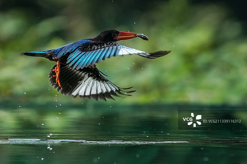 特写：翠鸟飞过湖面图片素材
