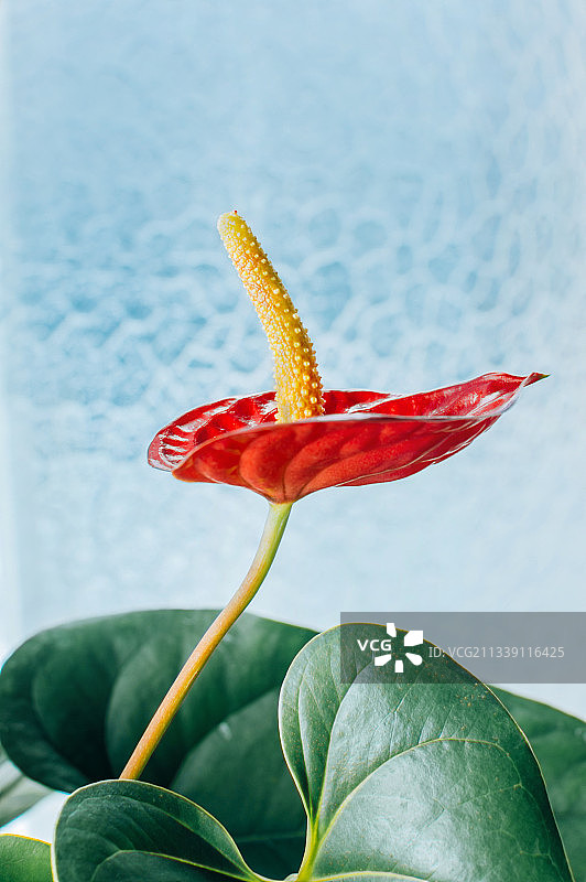 奥地利维也纳红花特写图片素材