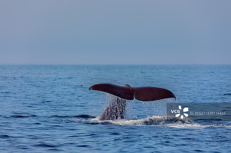 海中海豚游泳的俯视照片图片素材