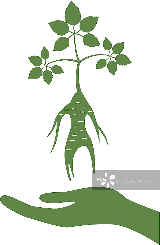 白色背景上的人参图标图片素材