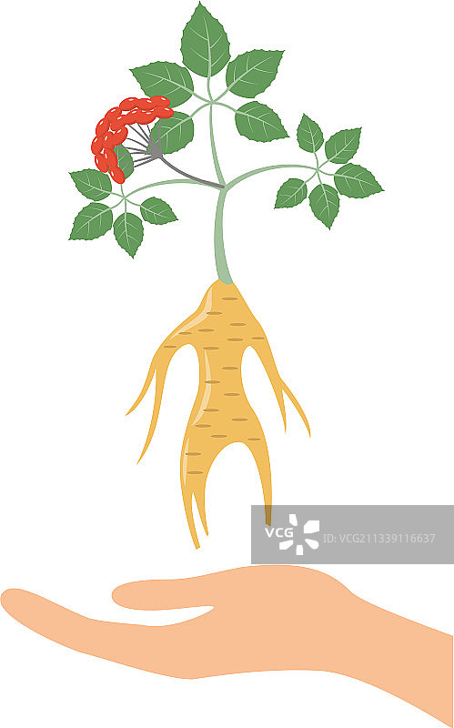 白色背景上的人参图标图片素材