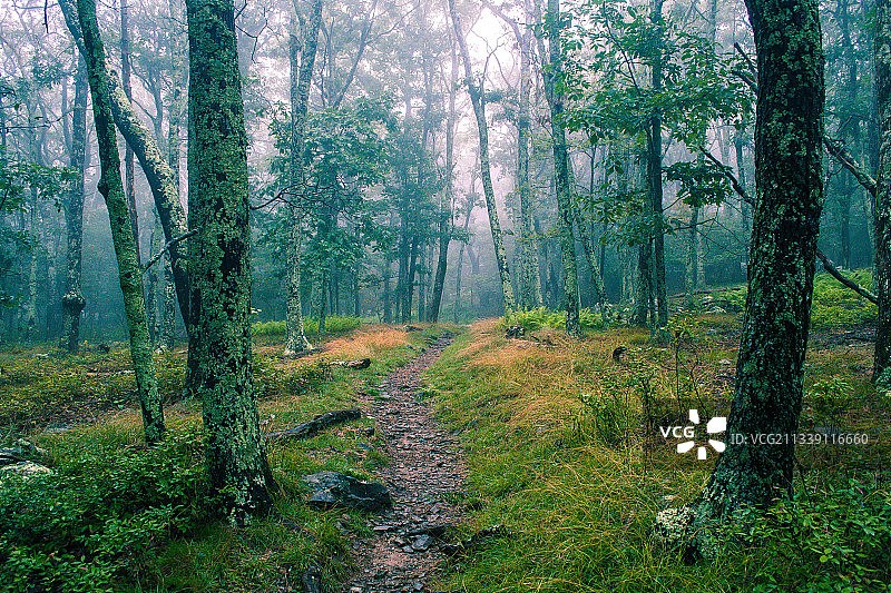 美国弗吉尼亚仙纳度国家公园森林树木图片素材