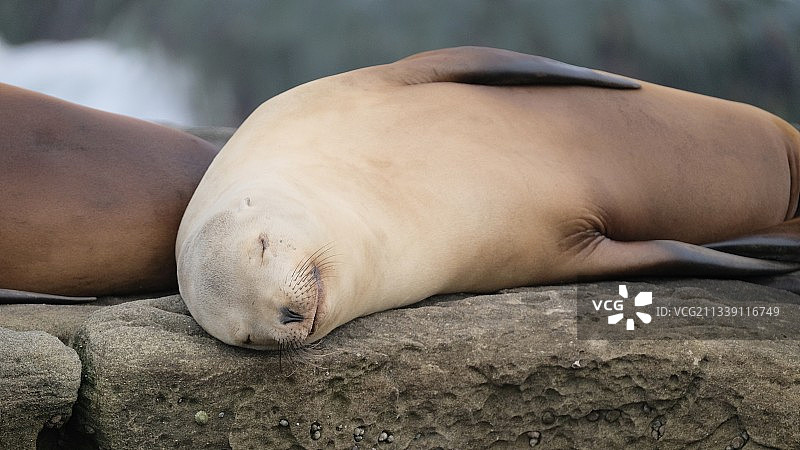 美国加利福尼亚州圣地亚哥海狮特写图片素材