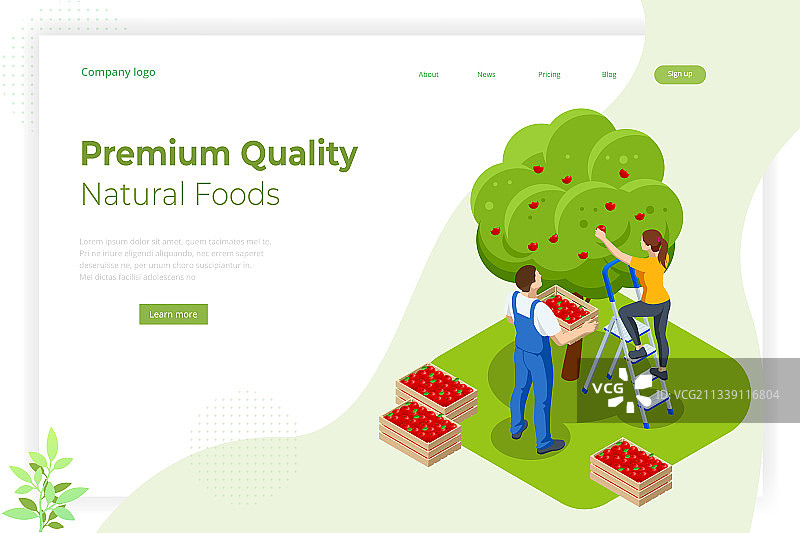 2.5D苹果园成熟水果图片素材