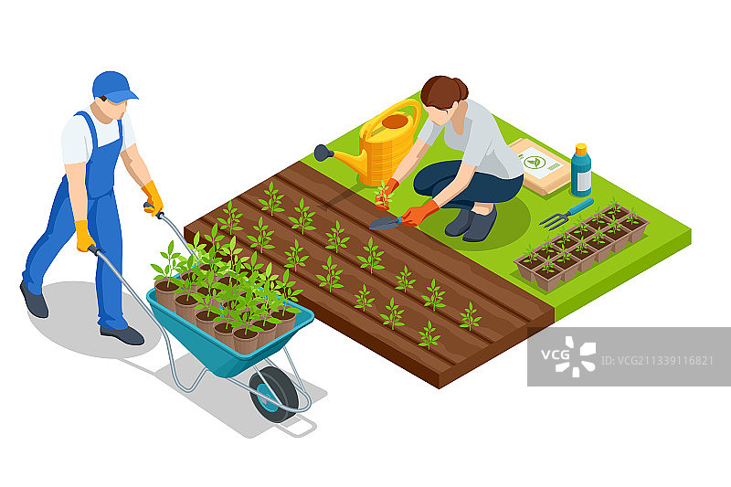 2.5D蔬菜幼苗图片素材