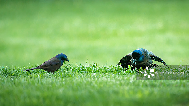 美国艾奥瓦州贝滕多夫草地上栖息的鸟儿特写图片素材