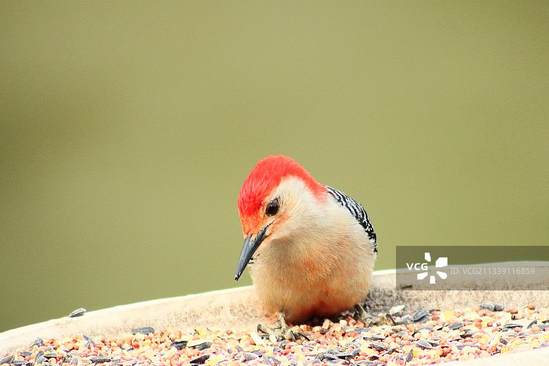 红腹啄木鸟栖息在岩石上特写图片素材