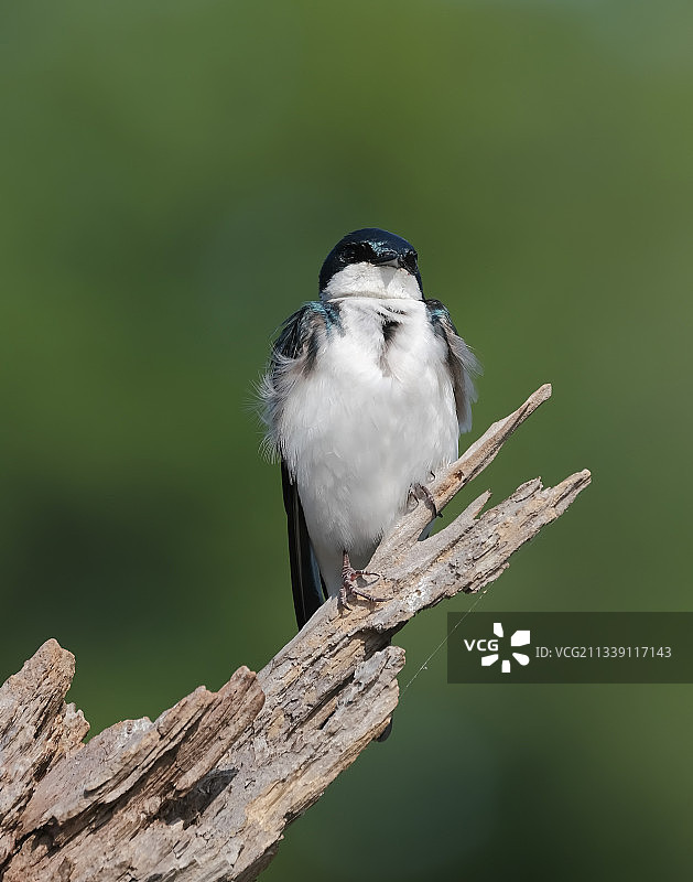 乌鸦栖息在树枝上的特写图片素材