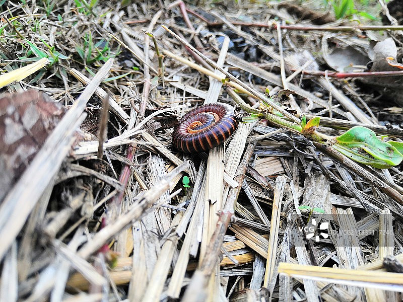印度莫蒂桑卡尔的田野蜗牛高角度视图图片素材