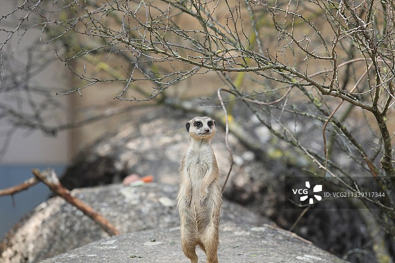 岩石上的猫鼬特写图片素材