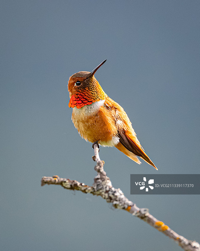 棕煌蜂鸟栖息在树枝上特写图片素材