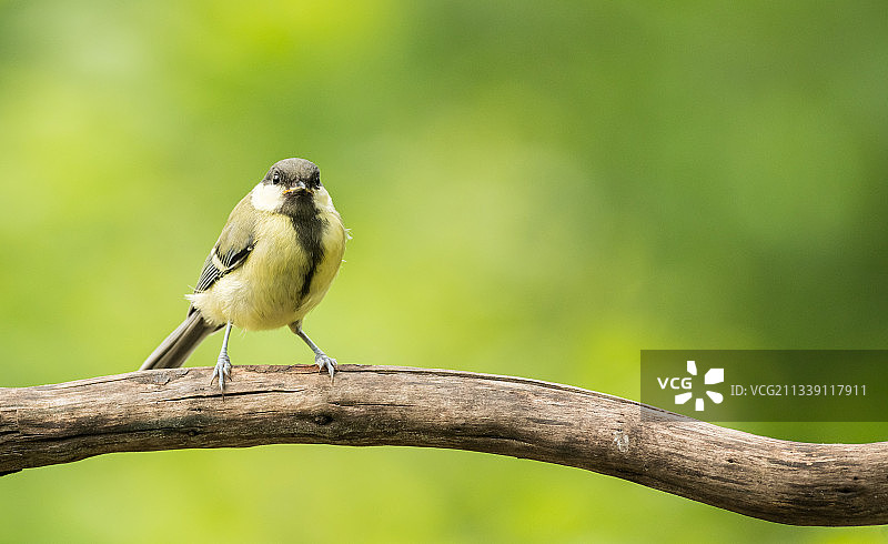 比利时De Caetsweyers，栖息在树枝上的鸣大山雀特写图片素材
