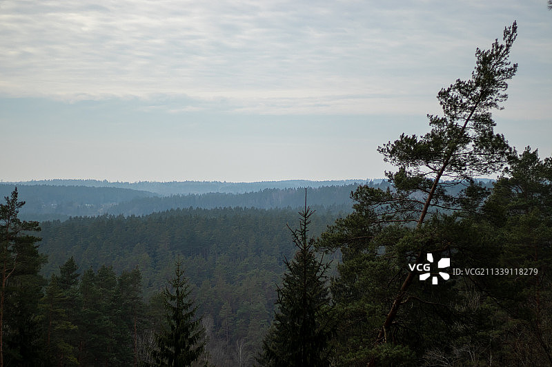 立陶宛松树林风光图片素材