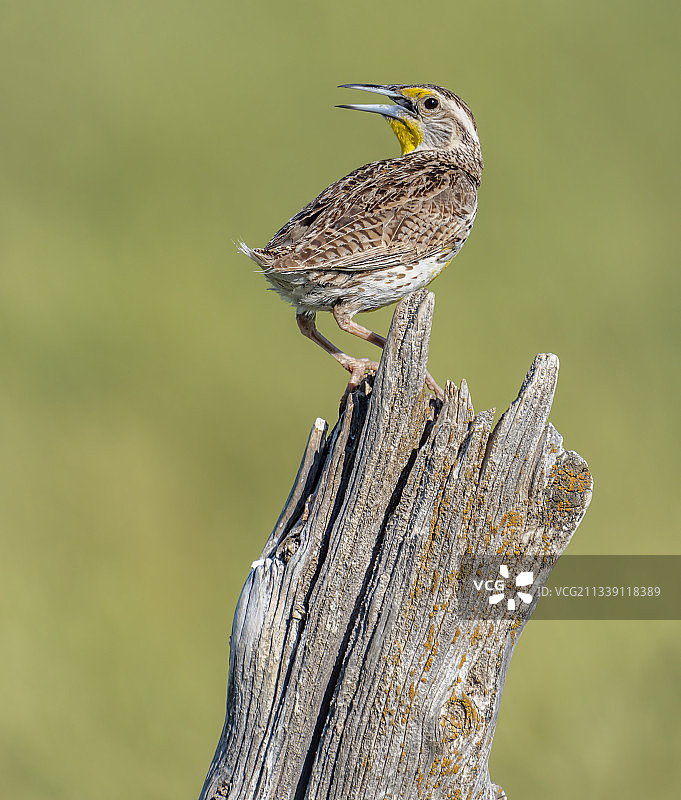 啄木鸟栖息在木桩上的特写，美国南达科他州恶地国家公园图片素材