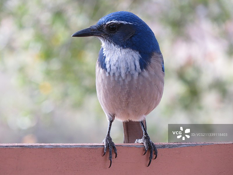 蓝松鸦栖息在栏杆上特写，地点：卡西塔斯湖，加利福尼亚州，美国图片素材