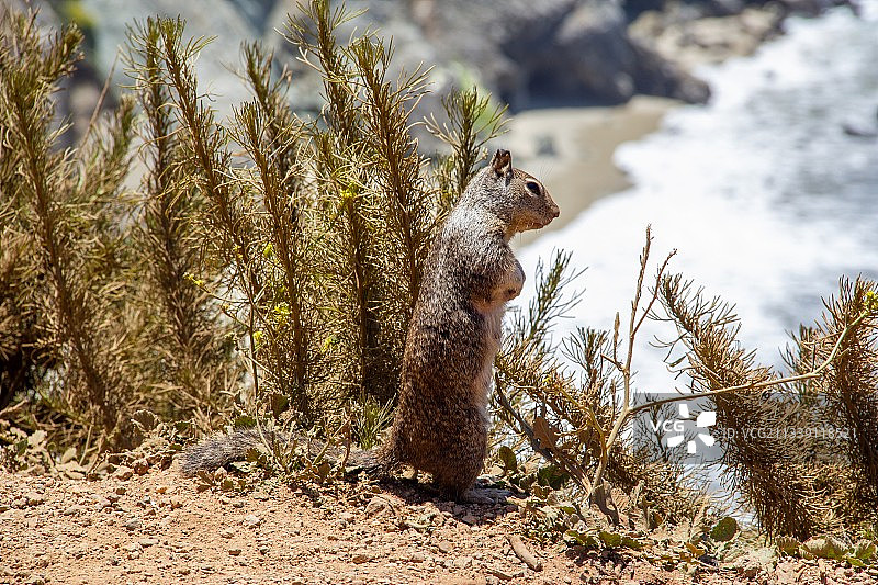 田野里的地松鼠特写，美国加利福尼亚州大苏尔图片素材