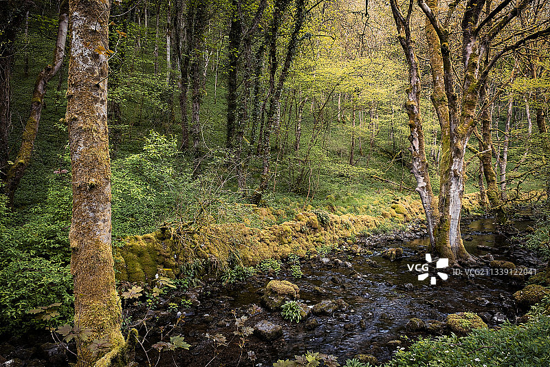 英国怀伊河畔的树木图片素材